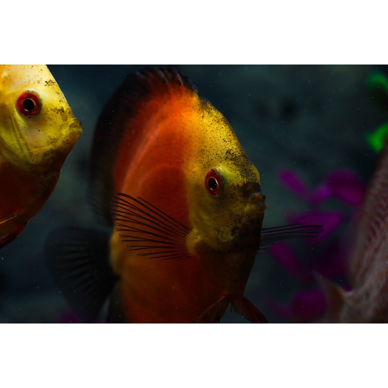 Red Melon Discus