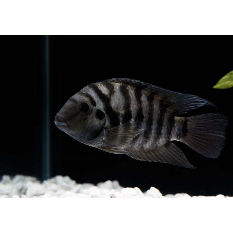 Red Point Honduran Cichlid
