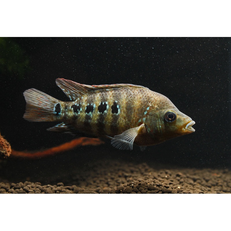 Red Texas Cichlid Small