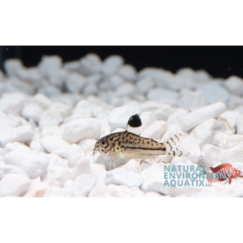 Reticulated Julii