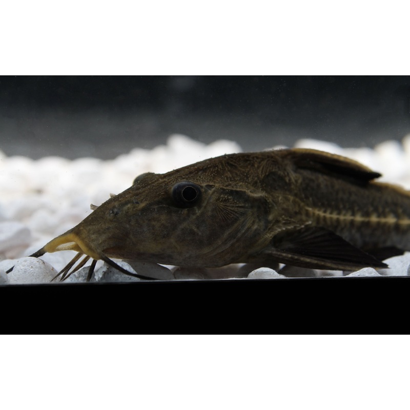 Ripsaw Catfish