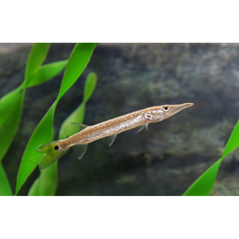 Rocket Gar
