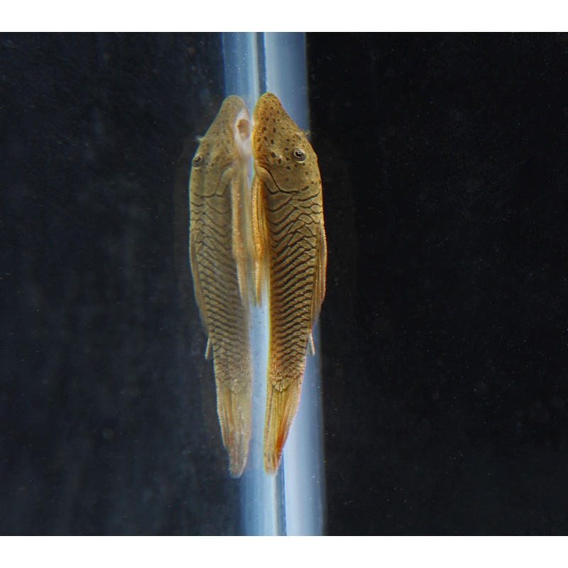 Rubberlip Plecostomus