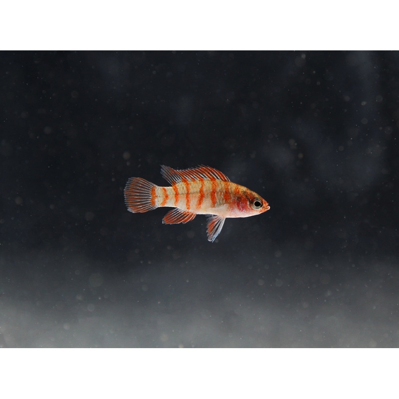 Scarlet Badis