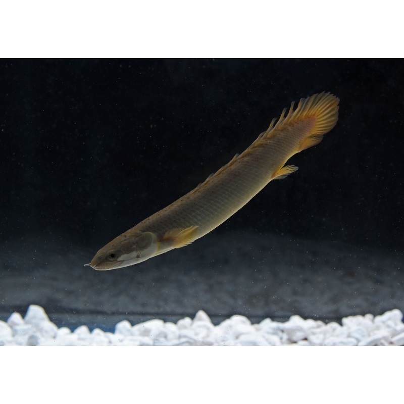 Senegal Bichir
