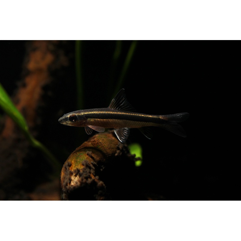 Siamese Algae Eater