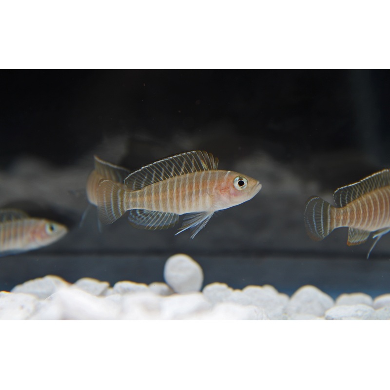 Similis Cichlid