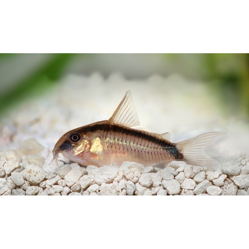 Skunk Corydoras Catfish
