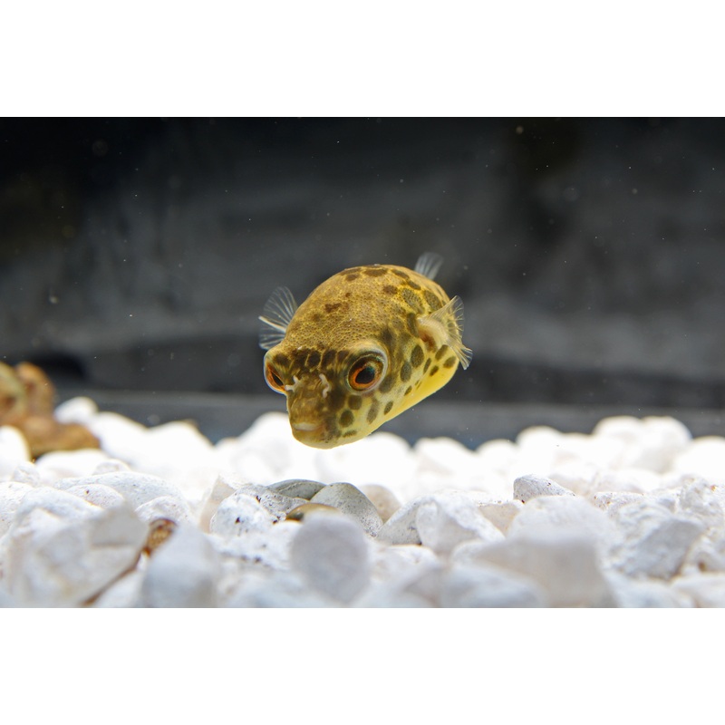 Spotted Congo Puffer Fish