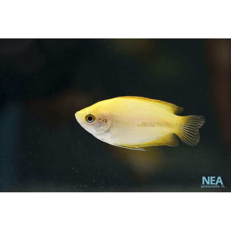 Sunset Honey Gourami Dwarf