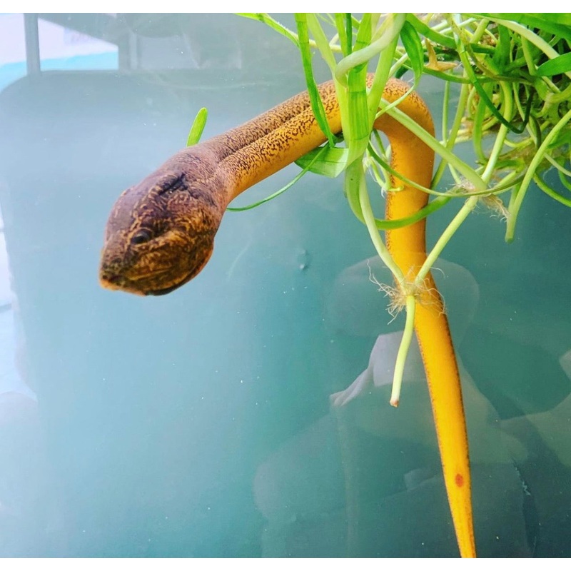 Swamp Eel