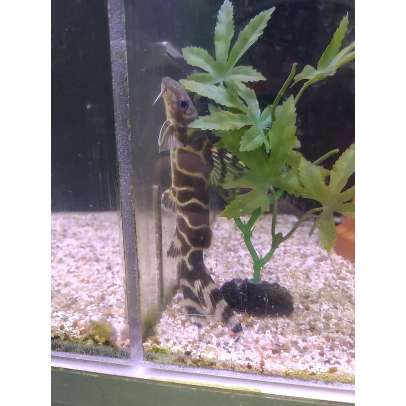Synodontis brichardi Catfish