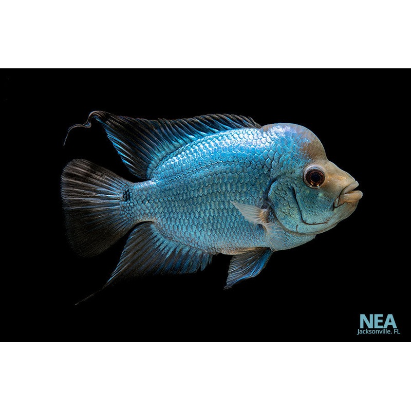 Thai Silk Flower Horn Cichlid