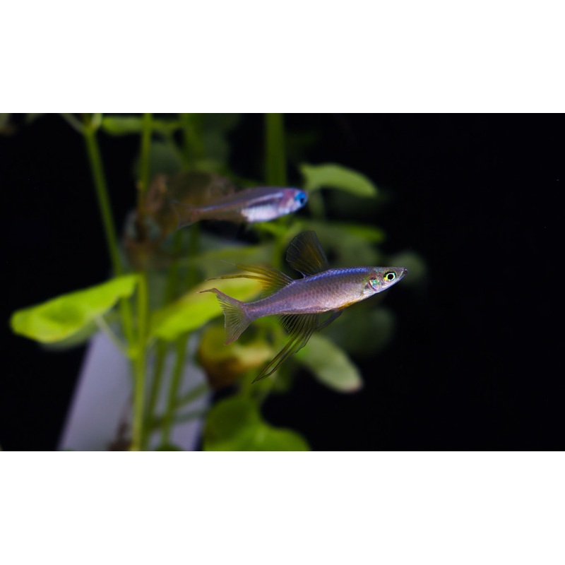 Threadfin Rainbow