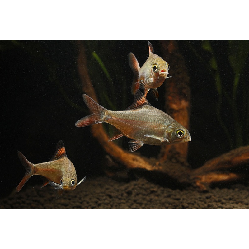 Tinfoil Barb