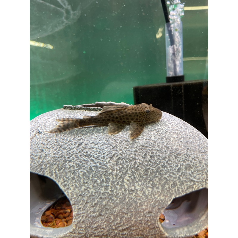 Trinidad Plecostomus