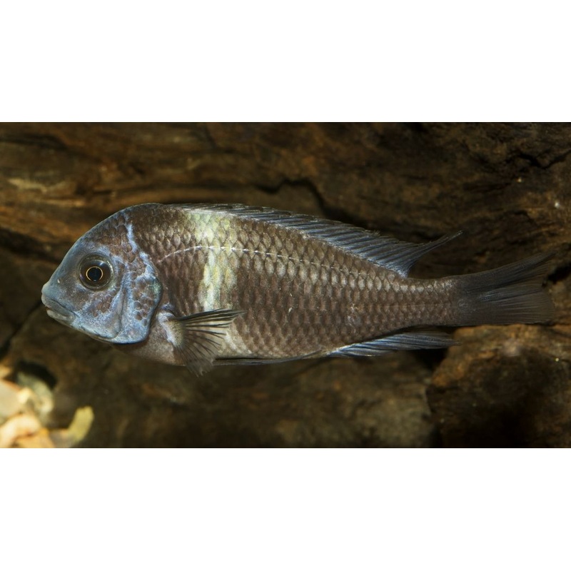 Tropheus Duboisi Cichlid