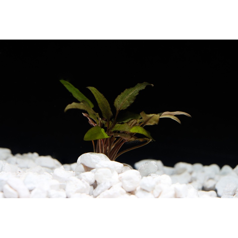 Wendtii "Brown" Crypt