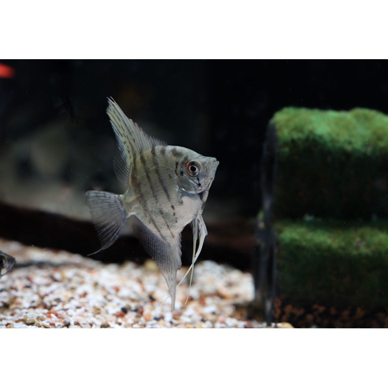 White Zebra Angelfish