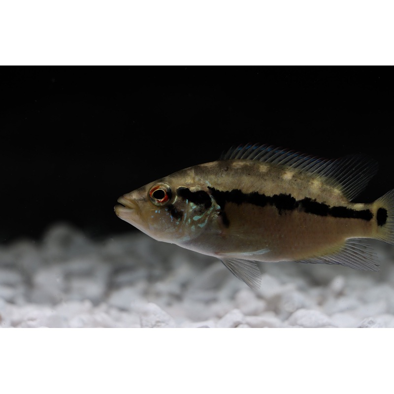 Wolf Cichlid (Parachromis dovii)