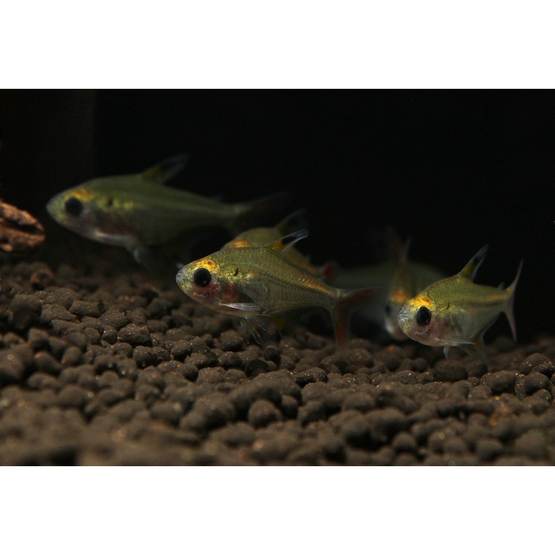 X Ray Tetra