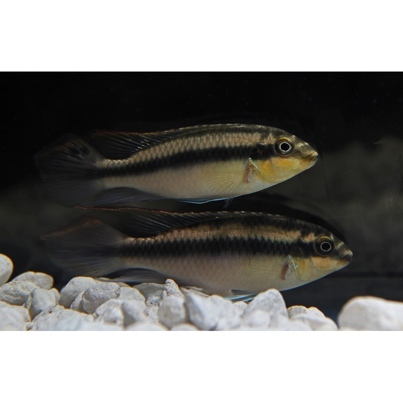 Yellow Kribensis