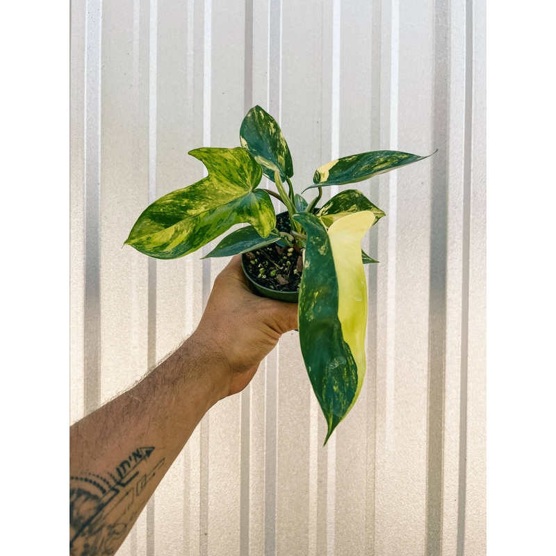 4" Philodendron Florida Beauty 'Sunrise'