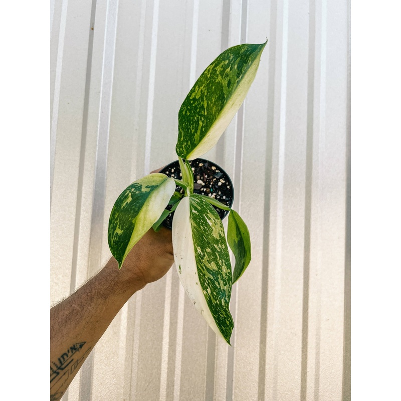 4" Philodendron 'Jose Buono Fiesta'
