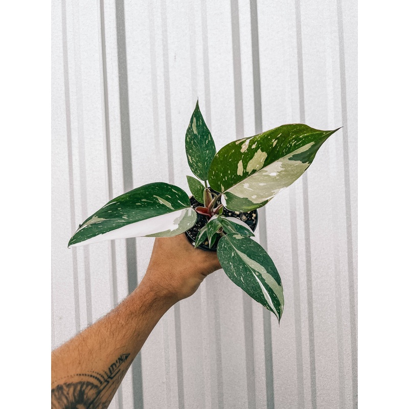 4" Philodendron Red Anderson 'Pink Knight'