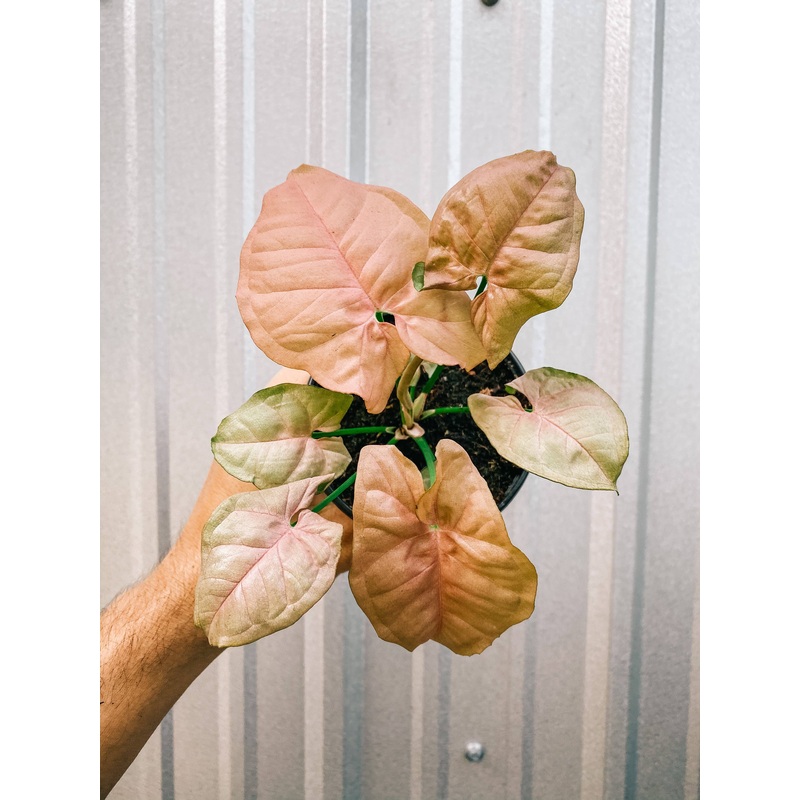 4" Syngonium 'Neon Pink'