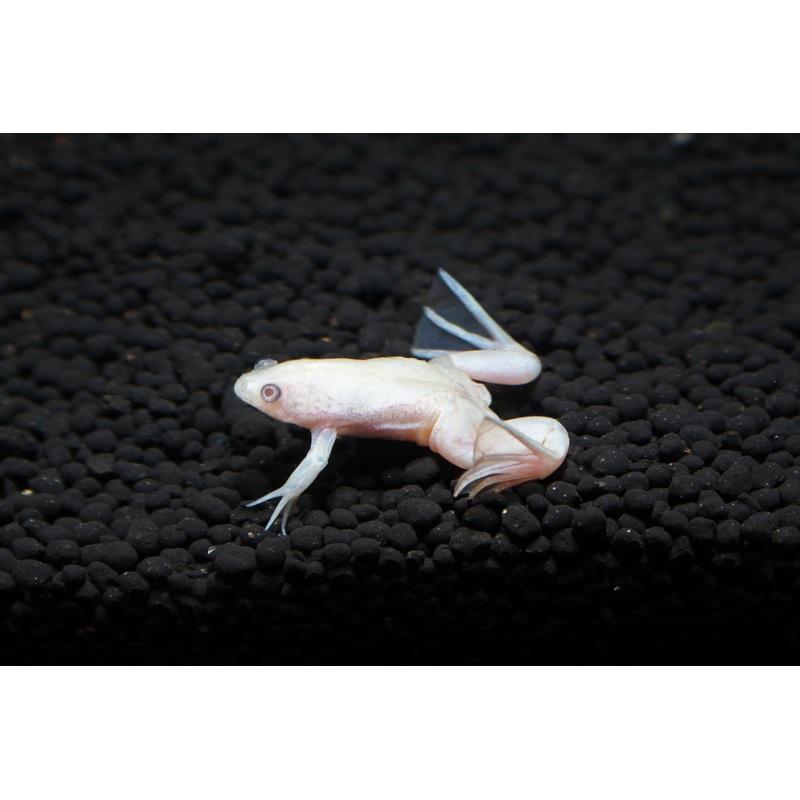 Albino African Clawed Frog