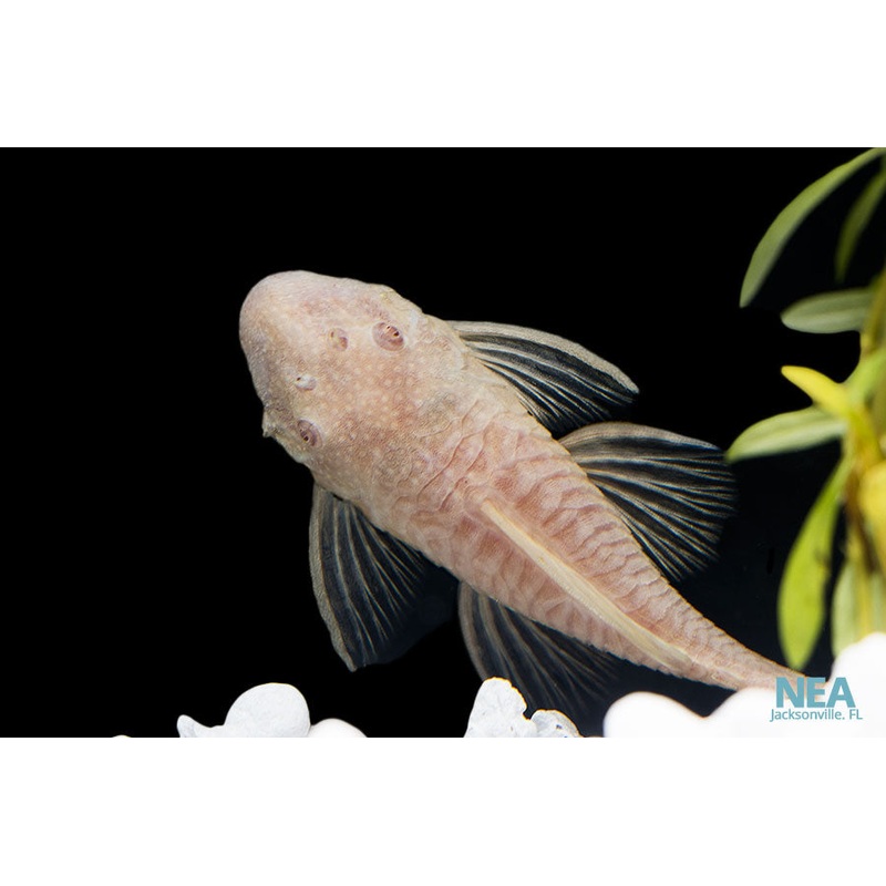 Albino Bushynose Plecostomus
