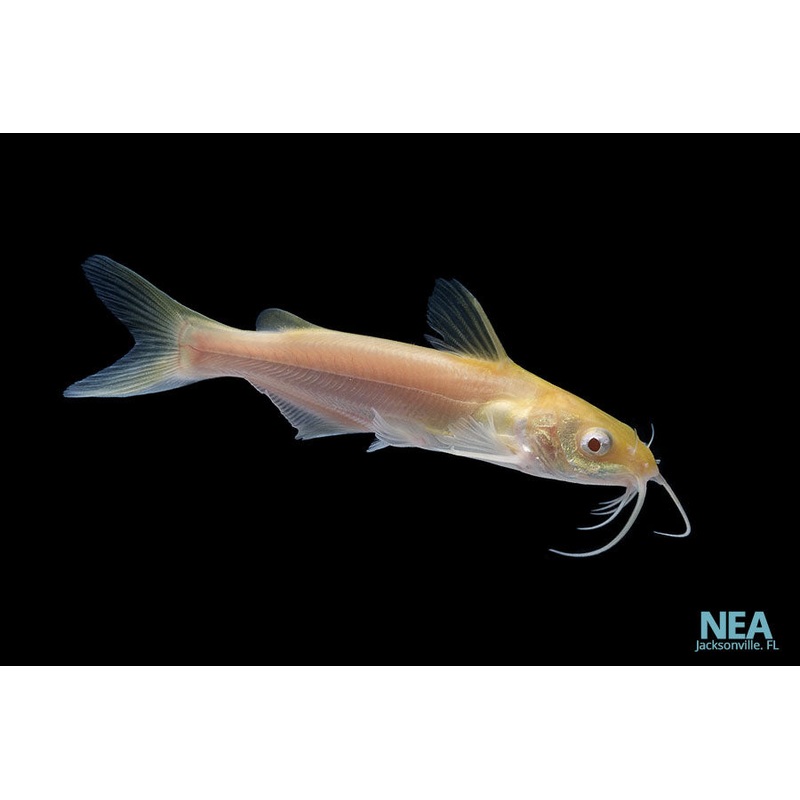 Albino Channel Catfish