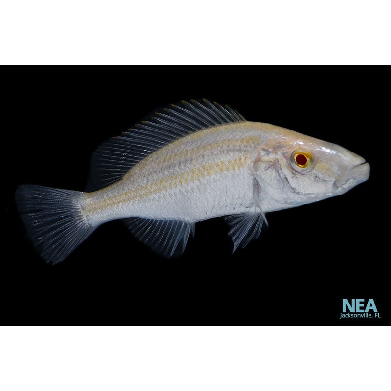 Albino Compressiceps Cichlid