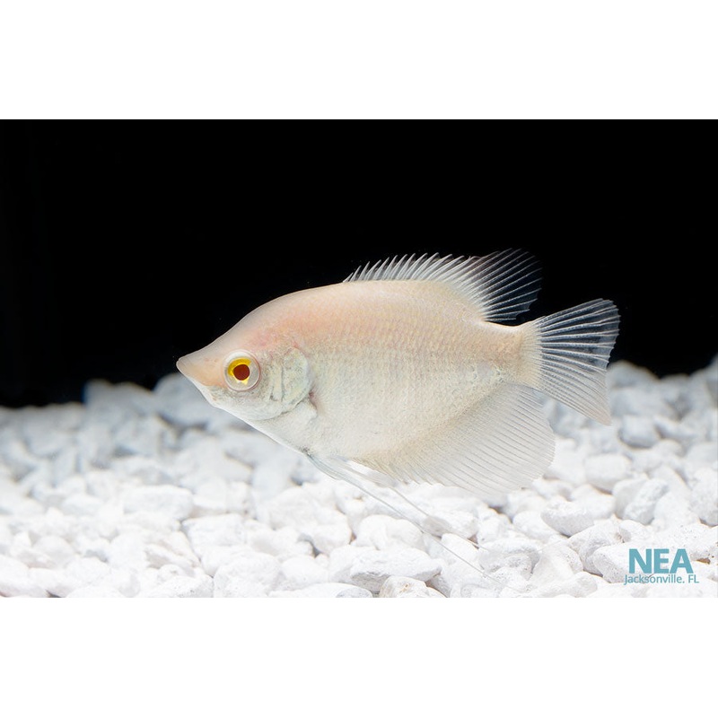 Albino Giant Gourami