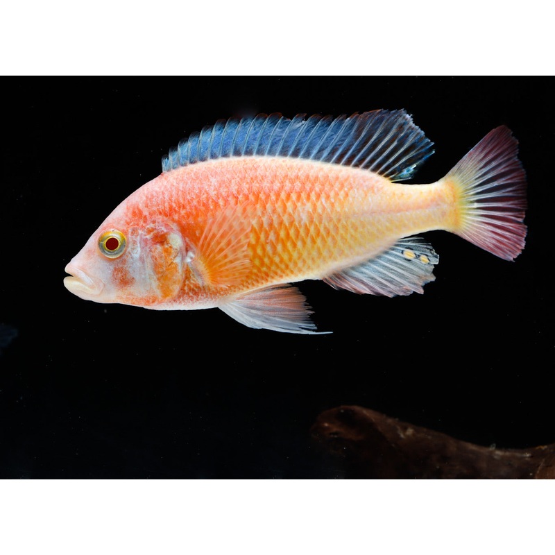 Albino Kyoga Flame Back Cichlid