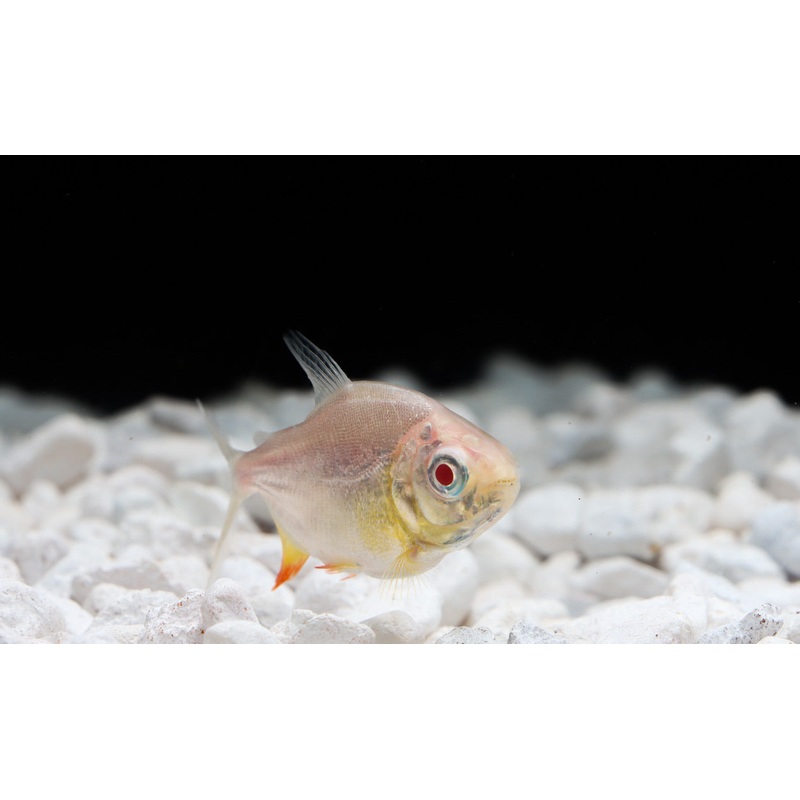 Albino Pacu