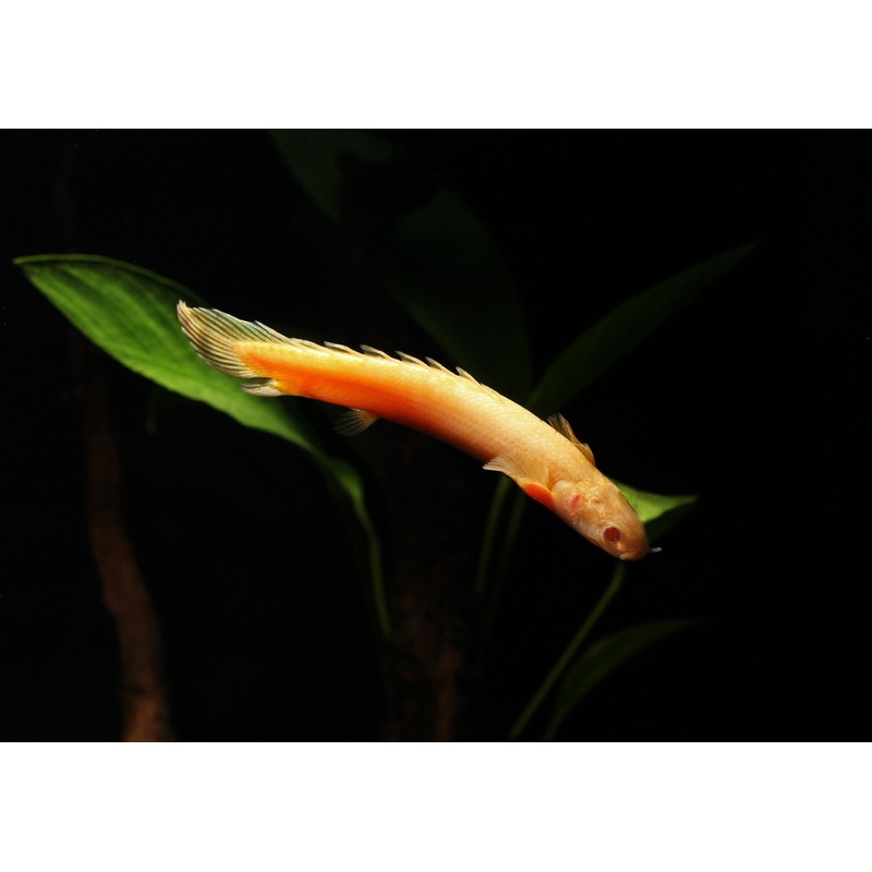 Albino Senegal Bichir
