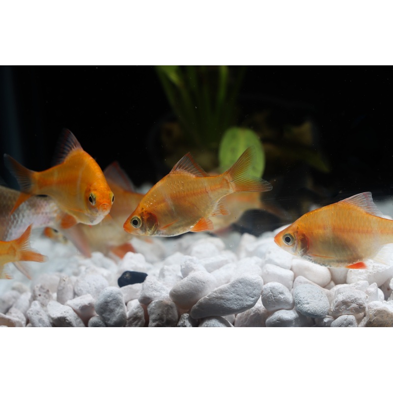 Albino Tiger Barb