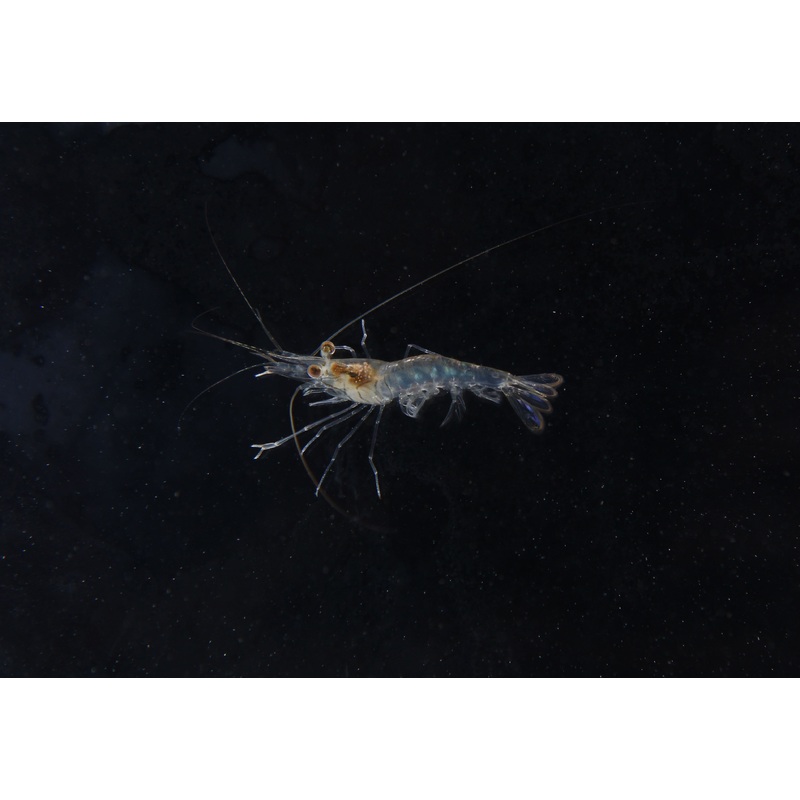 Amazon Prawn