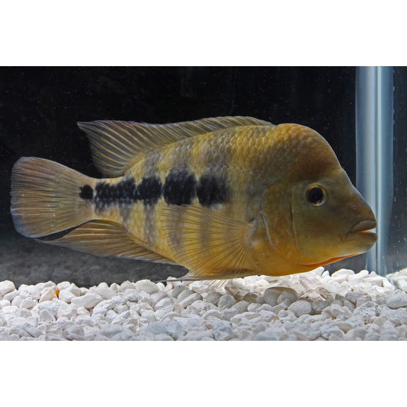 Amphilophus Chancho Cichlid