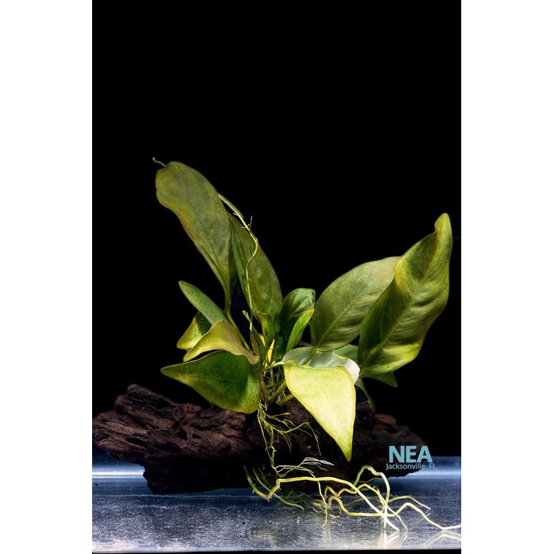 Anubias On Driftwood