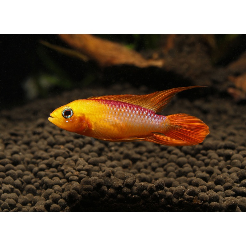 Apistogramma Agassizii "Fire Red"