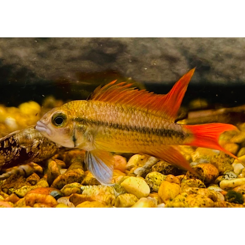 Apistogramma cacatuoides "Orange Flash"