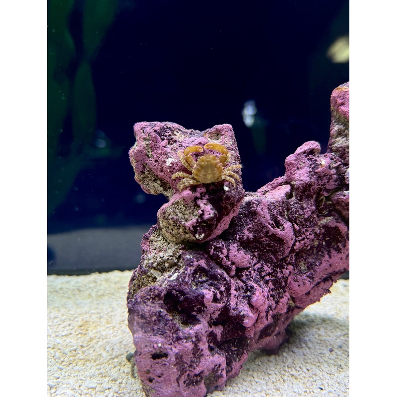 Arrow Crab (RS)