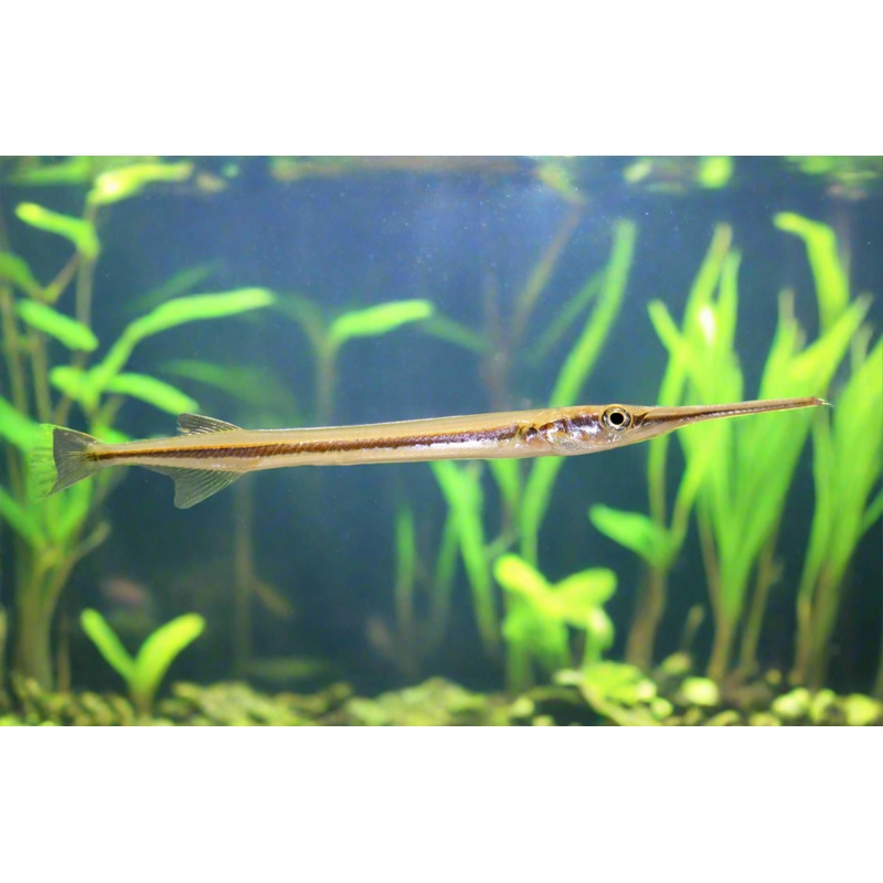 Asian Needle Nose Gar 4"