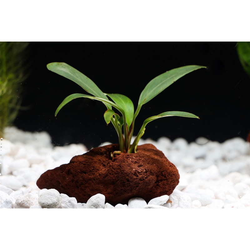 Assorted Anubias On Lava Rock