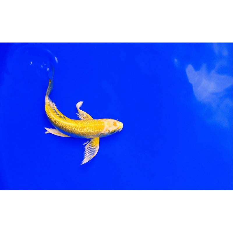 Assorted Butterfly Koi Fish