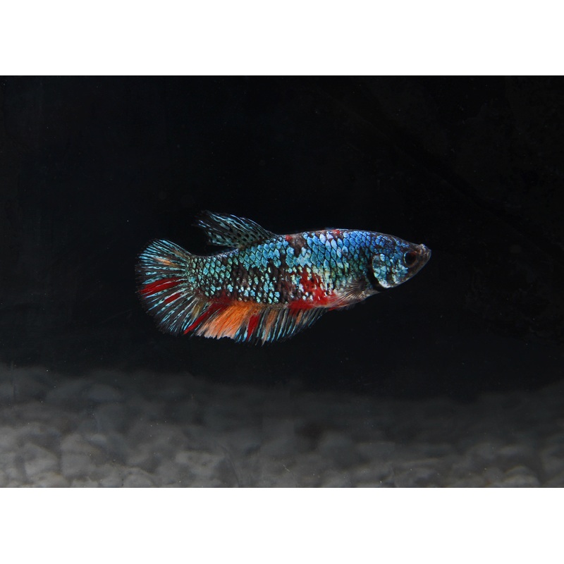 Assorted Fancy Female Betta