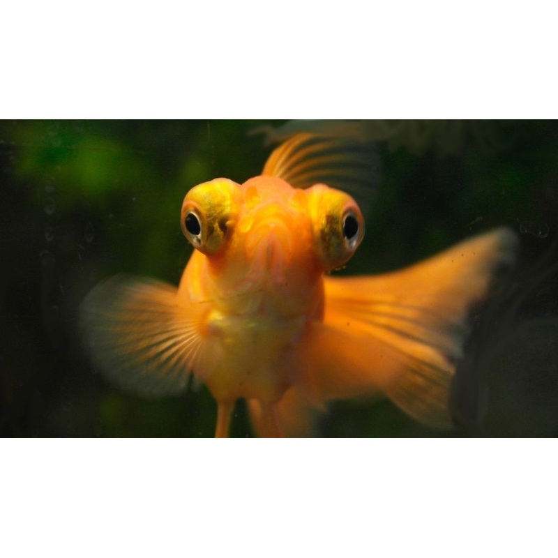 Assorted Telescope Goldfish